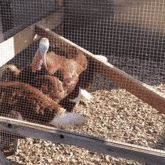 a group of chickens in a cage with a turkey