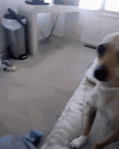 a dog is standing on a pillow in a room
