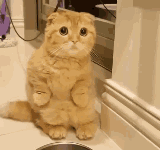 Funny Animals Cats GIF - Funny Animals Cats Wave GIFs
