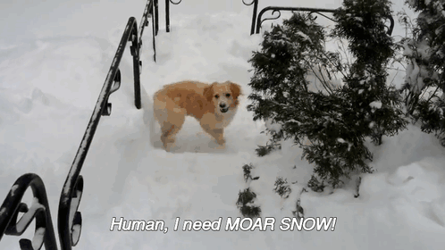 Snow Is Too Deep For My Dog GIF - Dog Snow GIFs