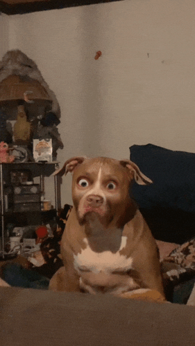 a dog with a surprised look on his face