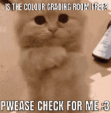 Is The Colour Grading Room Free Pwease GIF - Is The Colour Grading Room Free Colour Grading Room Pwease GIFs
