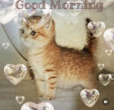 a kitten is surrounded by hearts and bubbles and the words good morning are above it