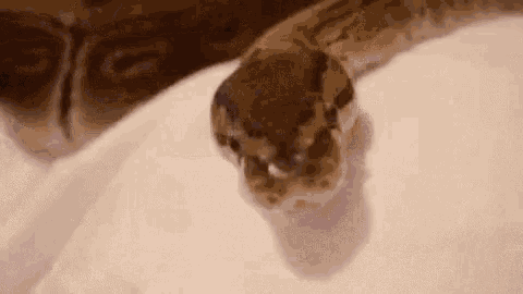 Boop Snake GIF - Boop Snake Kawaii GIFs