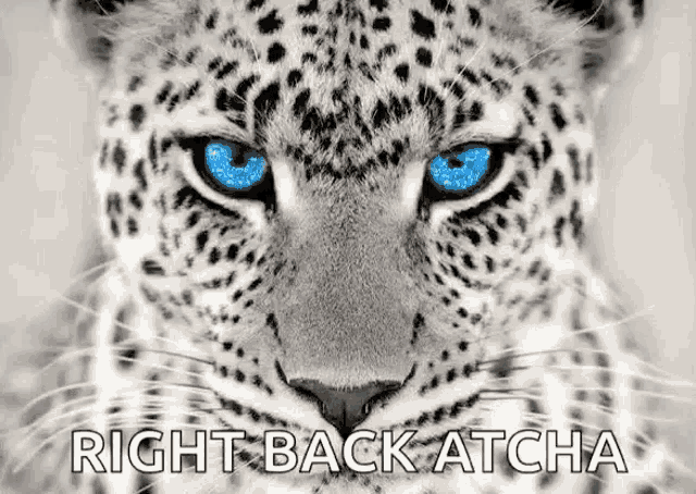 a close up of a leopard 's face with blue eyes and the words `` right back atcha '' above it .