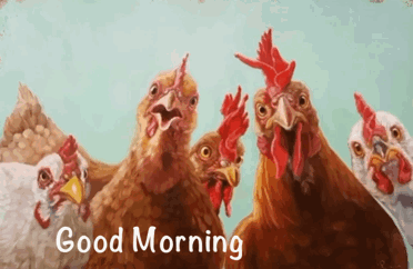 Good Morning Hens GIF - Good Morning Hens Chickens GIFs