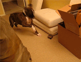 It’s. A. Fucking. Turtle. GIF - Dogs GIFs