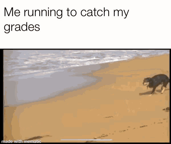 a dog is running on a beach with a caption that says me running to catch my grades made with mematic