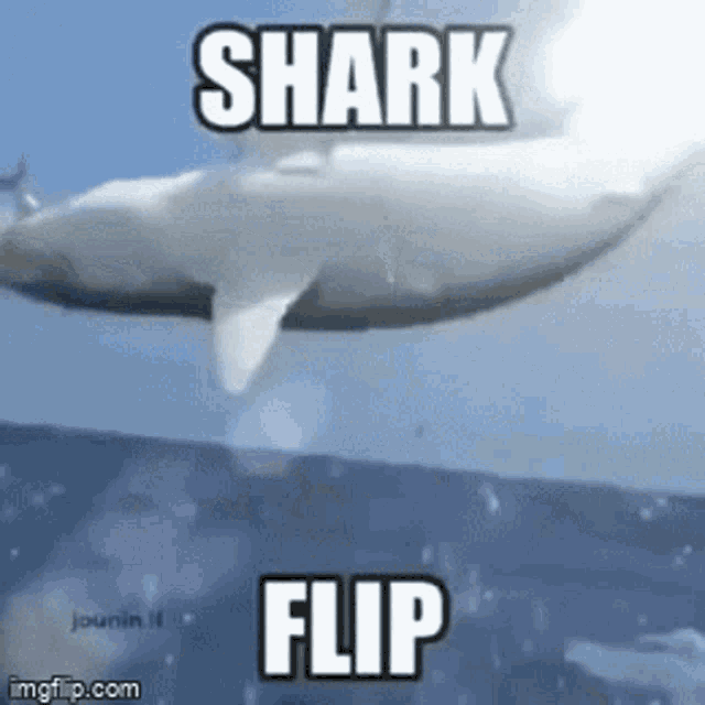 Shark Flip GIF - Shark Flip GIFs
