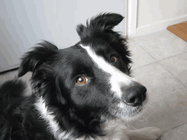 a black and white dog with brown eyes looking up at the camera