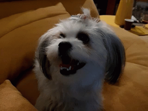Dog Dogs GIF - Dog Dogs Launch GIFs