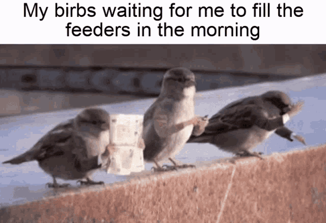 Waiting Group GIF - Waiting Group Birds GIFs