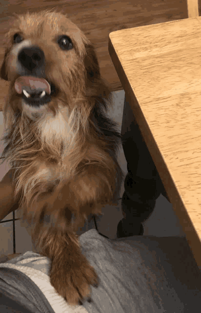 a small brown dog sticking its tongue out