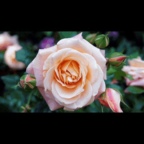 a close up of a pink rose with green leaves