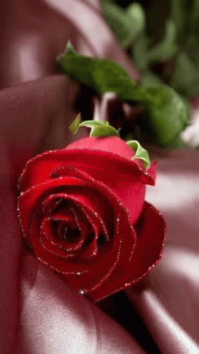 Red Rose557 557fl GIF