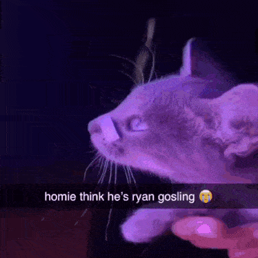 a purple cat with a bandage on its nose is being held by someone