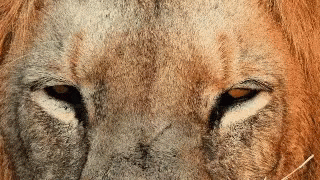 Lion Eyes GIF - Lion Eyes Big Cat GIFs