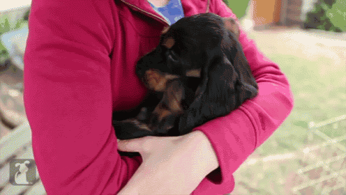 a woman in a pink sweater is holding a black and brown puppy in her arms