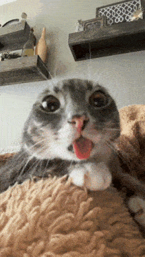 a cat with its tongue hanging out is laying on a blanket
