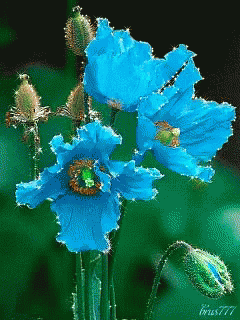 Blue Flowers GIF - Blue Flowers GIFs