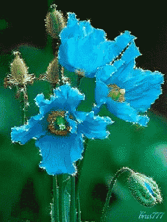 a bunch of blue flowers with a green center and the number 777 on the bottom