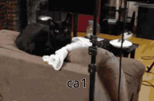 Ca1 Cat GIF - Ca1 Cat Ca GIFs