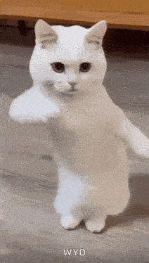 a white cat is standing on its hind legs on the floor .