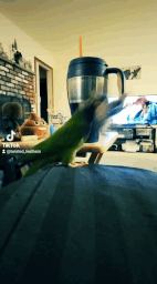Twinkie Graham Green Parrot Conure Crab GIF - Twinkie Graham Green Parrot Conure Crab GIFs