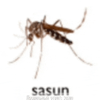 a picture of a mosquito on a white background with sasun written on the bottom