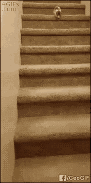 Kitten Tumble GIF - Kitten Tumble Stairs GIFs