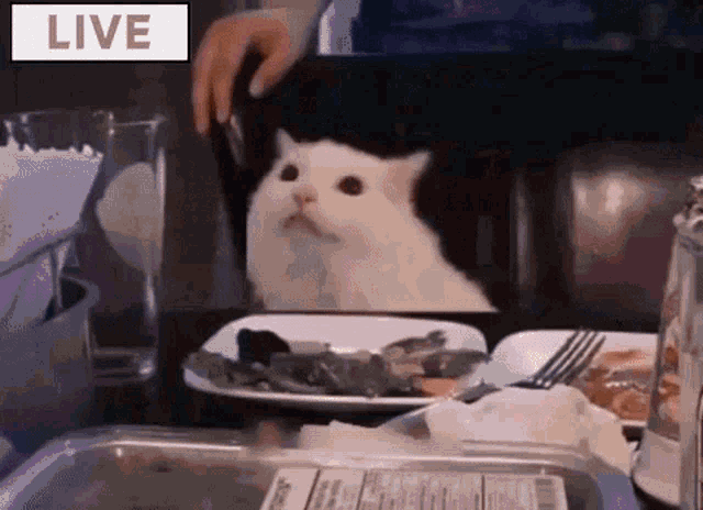 Cat Trouble GIF - Cat Trouble Stop GIFs
