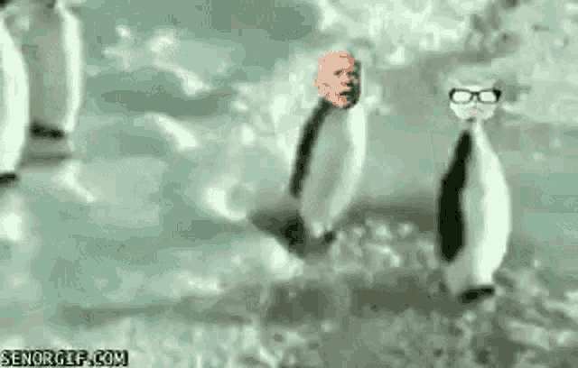 a group of penguins wearing glasses and a bald head are swimming in the water .