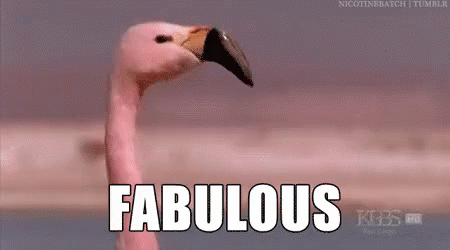 Fabulous Flamingo GIF - Fabulous Flamingo GIFs