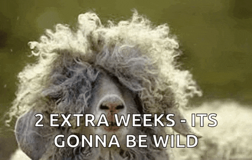 a sheep with a wig on its head and the words `` 2 extra weeks - its gonna be wild ''