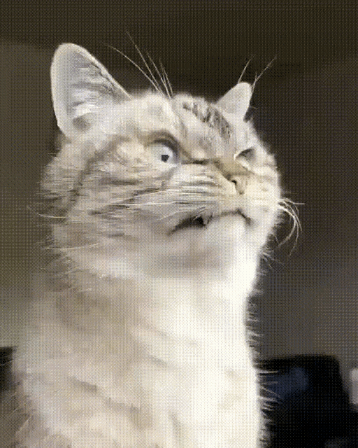 Grumpy Cat Hitrust GIF - Grumpy Cat Hitrust GIFs