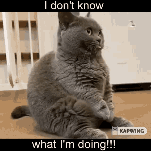 Cat Kitty GIF - Cat Kitty I Dont Know What Im Doing GIFs