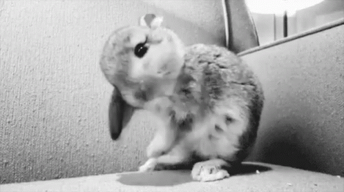 Animalitos GIF - Bunny Rabbit Cute Animal GIFs
