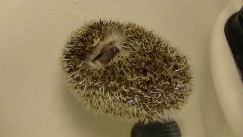 Floating By GIF - Hedgehogs Swimming Floating GIFs