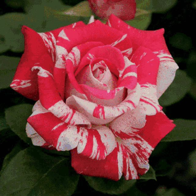 a close up of a red and white rose