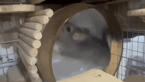 a hamster is going through a hamster wheel in a cage