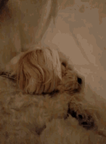 Dog Puppy GIF - Dog Puppy Sleepy GIFs