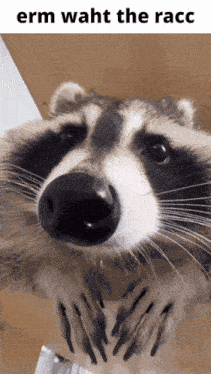 Erm What The Sigma Raccoon GIF - Erm What The Sigma Sigma Raccoon GIFs
