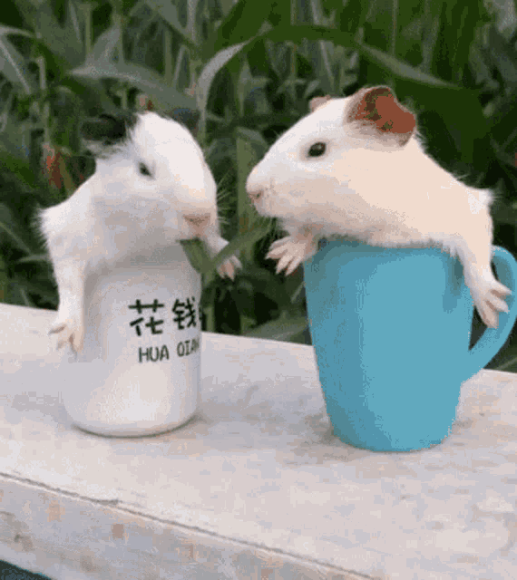 two guinea pigs are standing next to each other in a blue cup with chinese writing on it