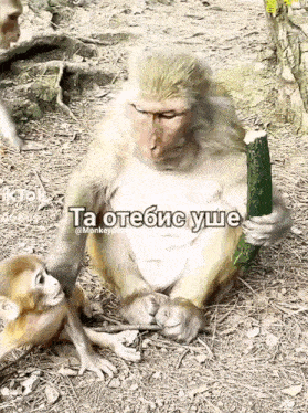 a monkey is holding a cucumber while a baby monkey looks on ..