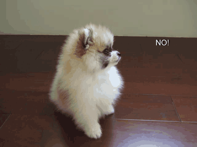 a fluffy pomeranian puppy sitting on a wooden floor next to a sign that says " no "