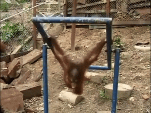 monkeyoflife-orangutan.gif