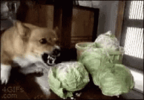 a dog is sitting on a table eating cabbage .