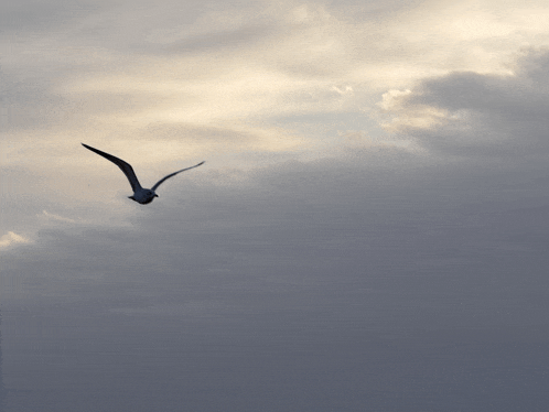 a seagull flies through a cloudy sky at sunset