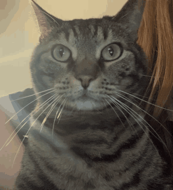 a close up of a cat 's face looking at the camera