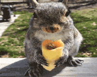 a squirrel is sitting on a wooden ledge eating a cone of food
